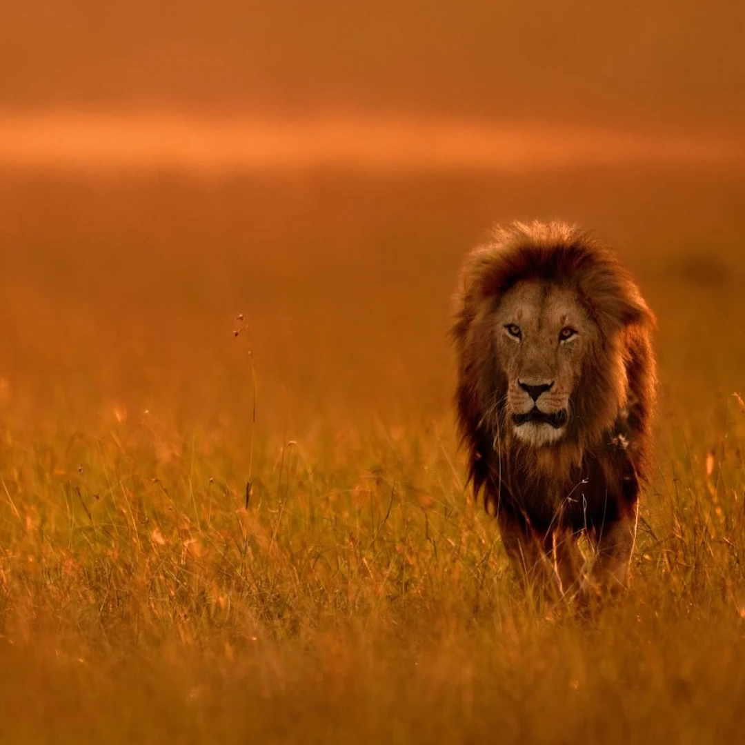 A majestic male lion with a full mane walking through tall grass during a golden hour sunset