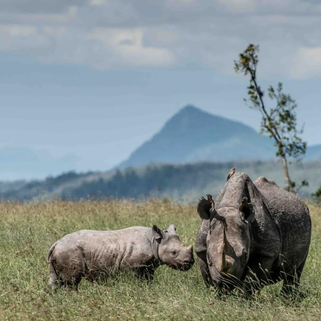 A rhinoceros and its young calf standing together in a grassy field with a distant mountain peak under a cloudy sky