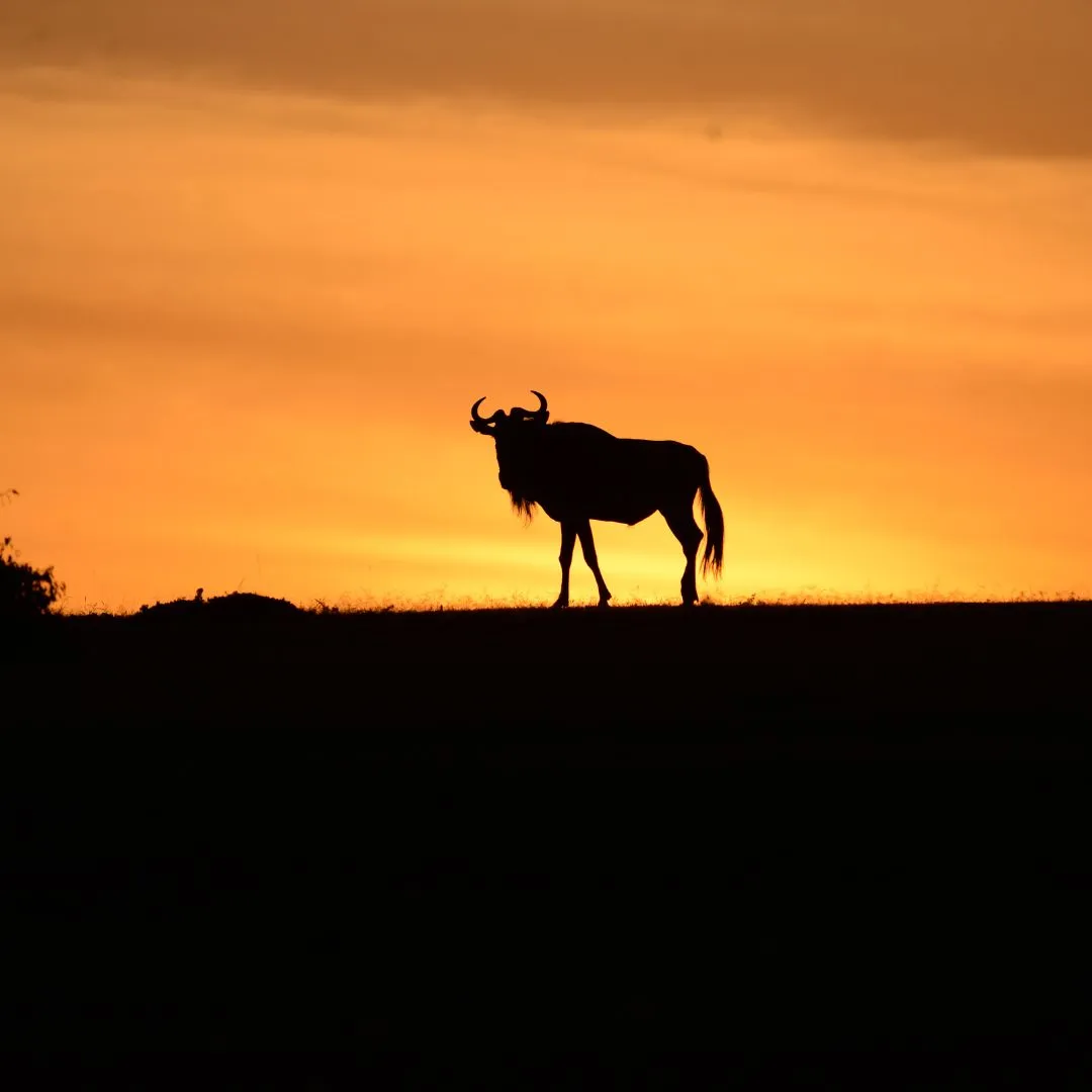 Silhouette of a wildebeest against an orange sunset sky.